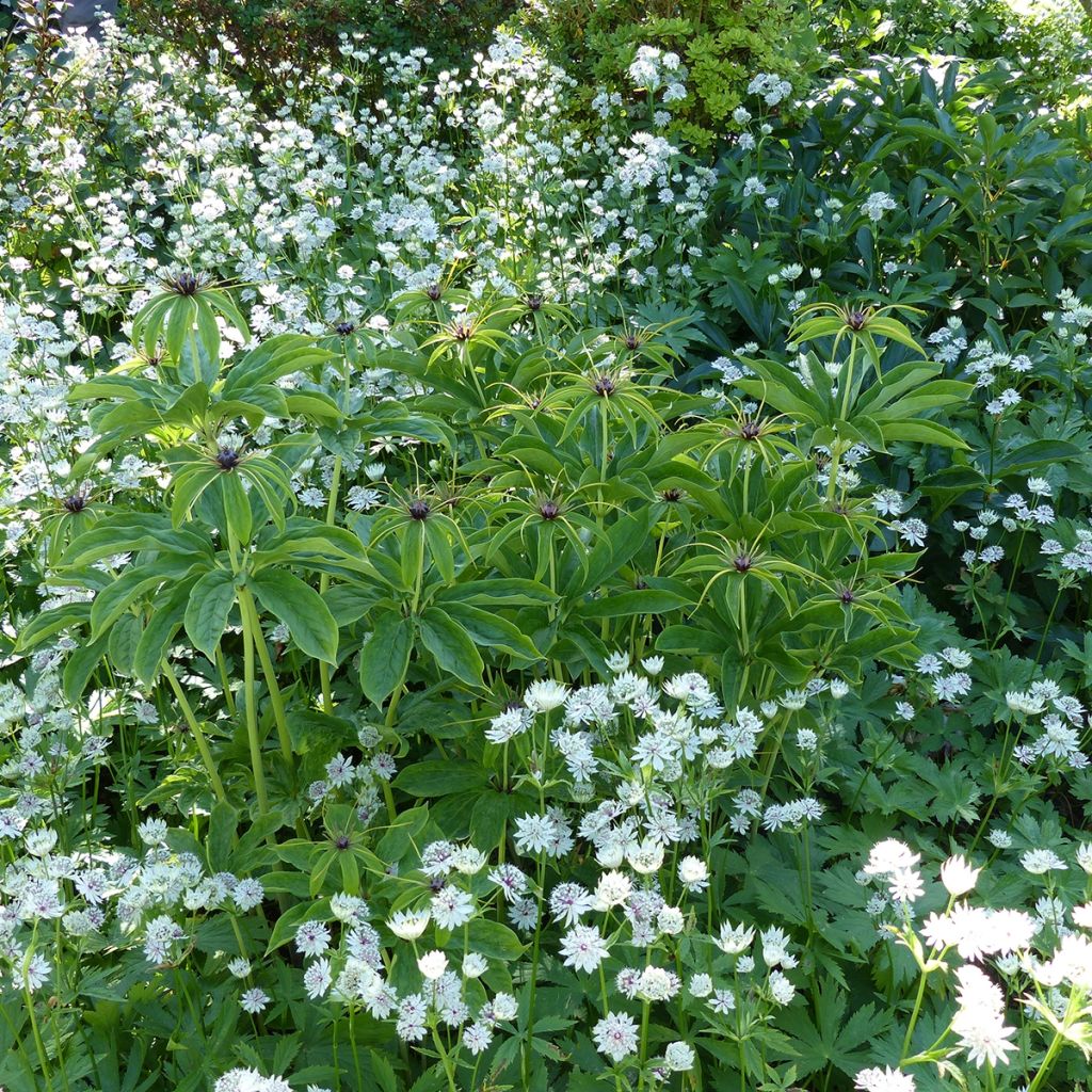 Paris polyphylla