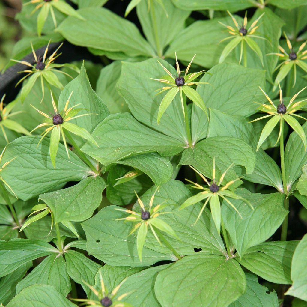 Paris quadrifolia - Einbeere