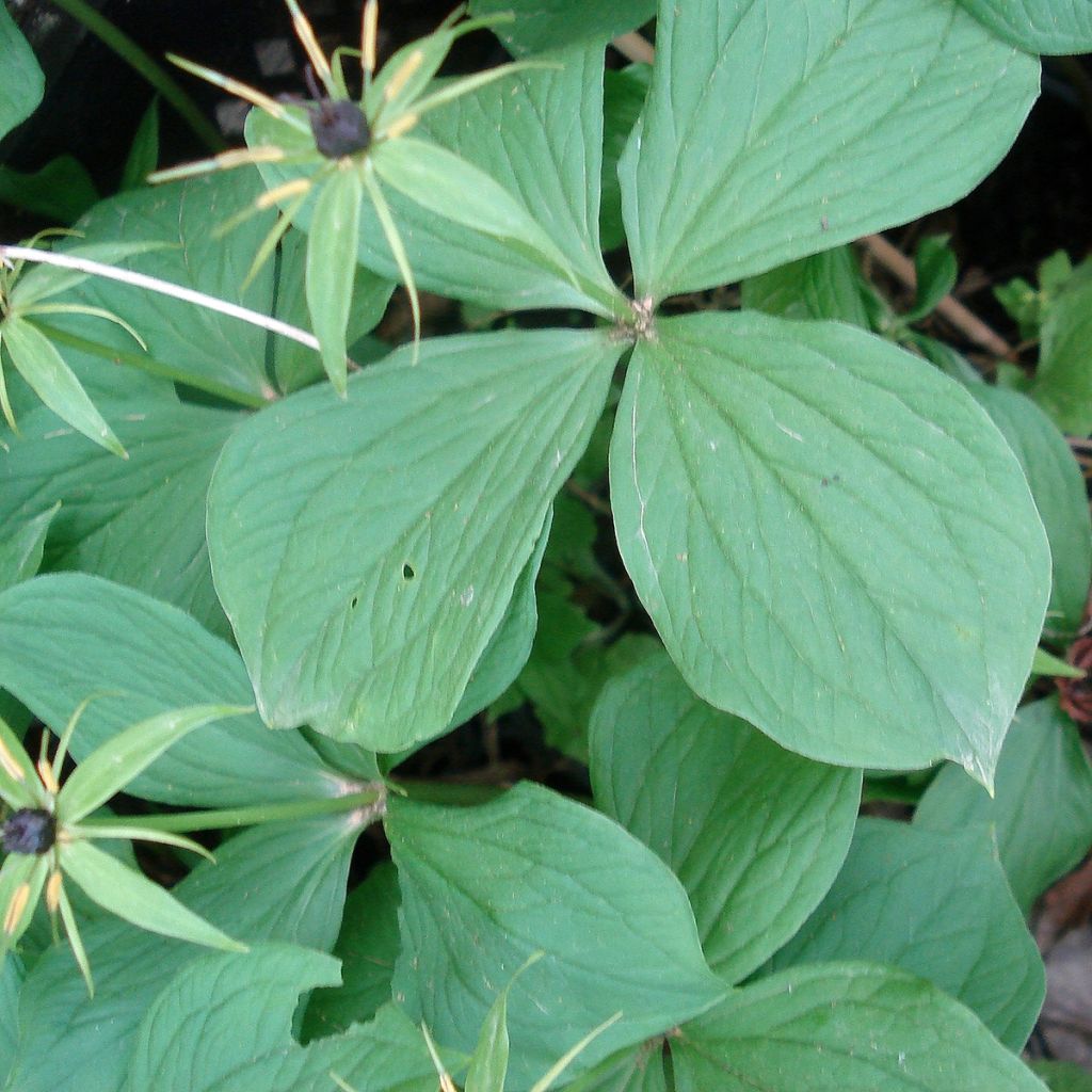 Paris quadrifolia - Parisette à quatre feuilles