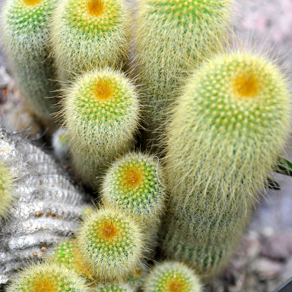 Parodia leninghausii - Parodie