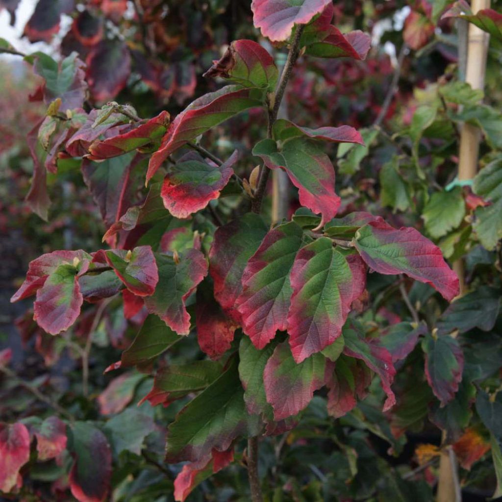 Eisenbaum Vanessa - Parrotia persica