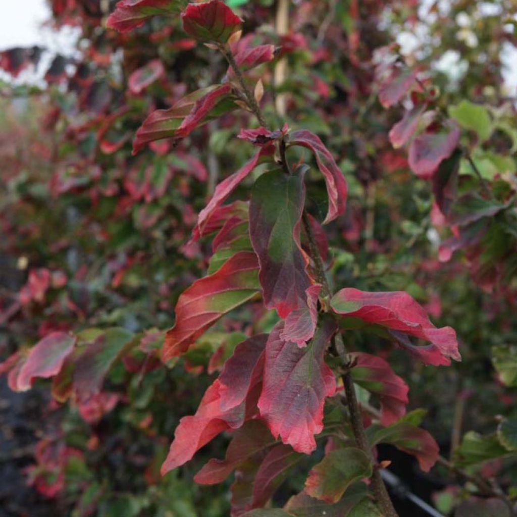 Parrotia persica Vanessa - Arbre de fer