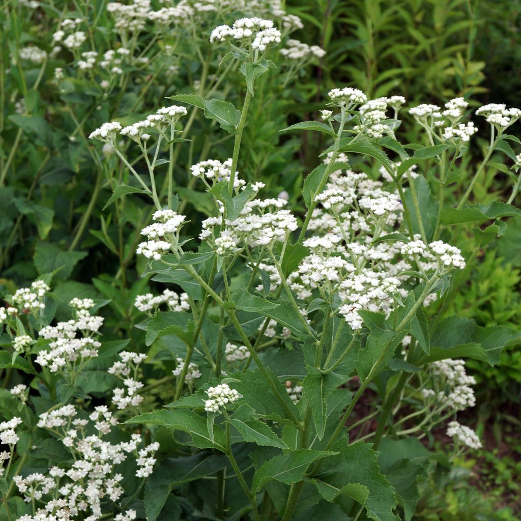 Parthenium integrifolium - Quinine sauvage