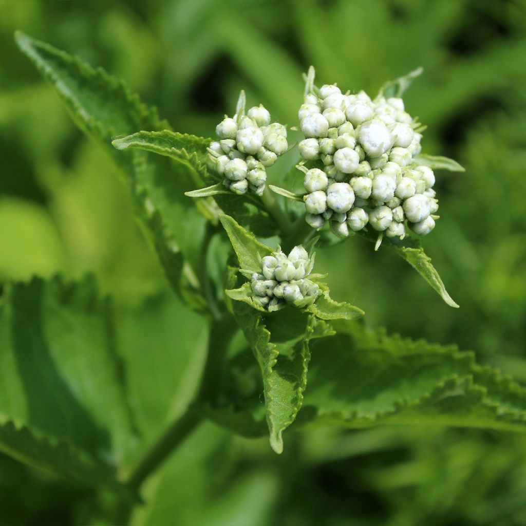 Parthenium integrifolium - Quinine sauvage