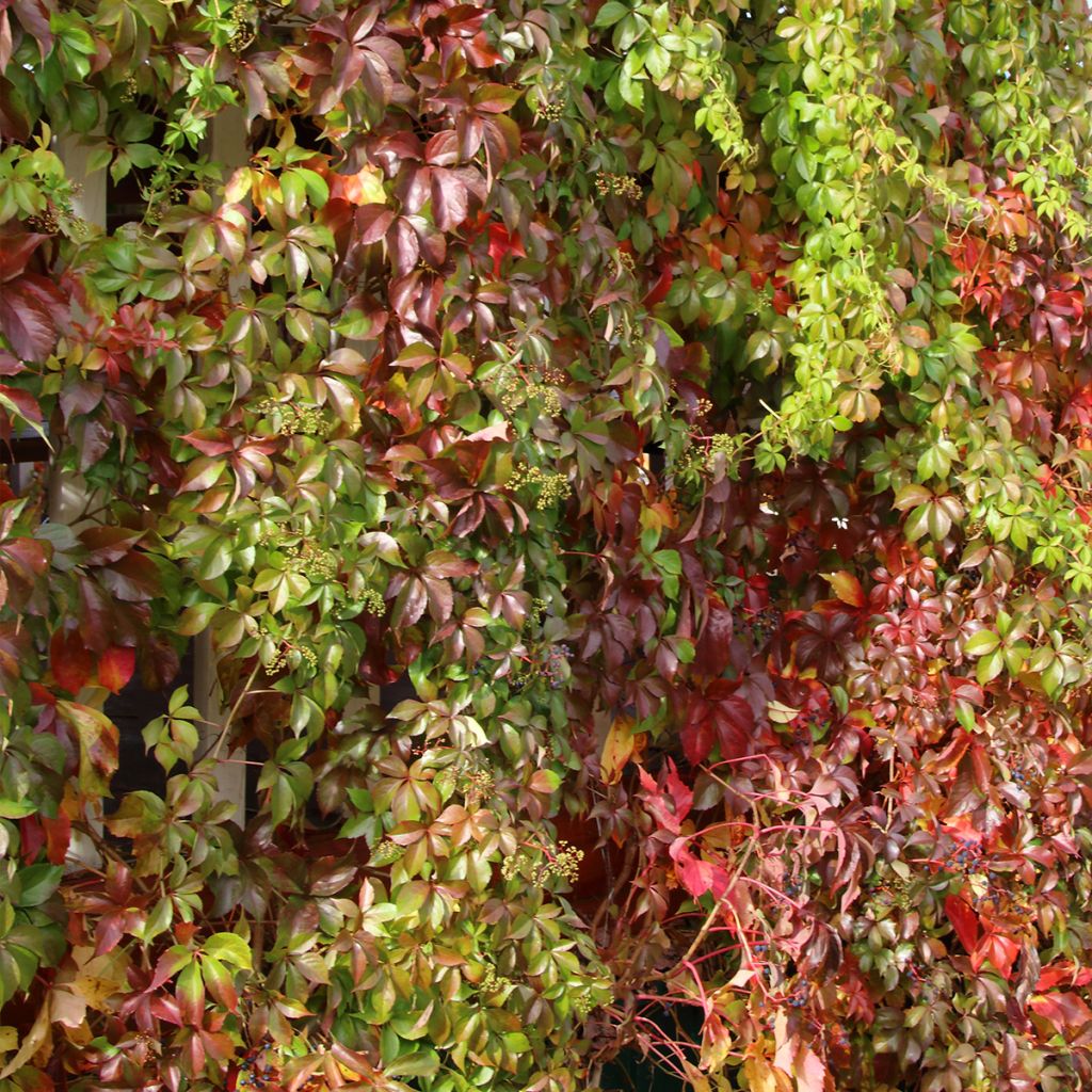 Wilder Wein Murorum - Parthenocissus quinquefolia