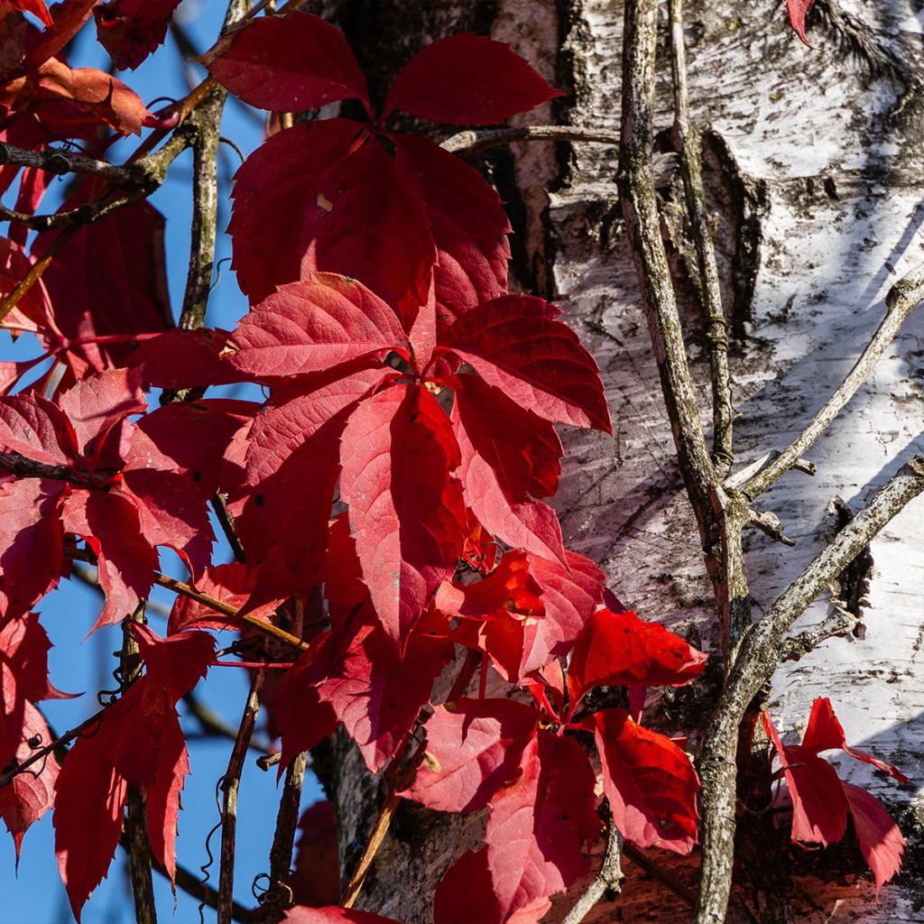 Wilder Wein Red wall Troki - Parthenocissus quinquefolia