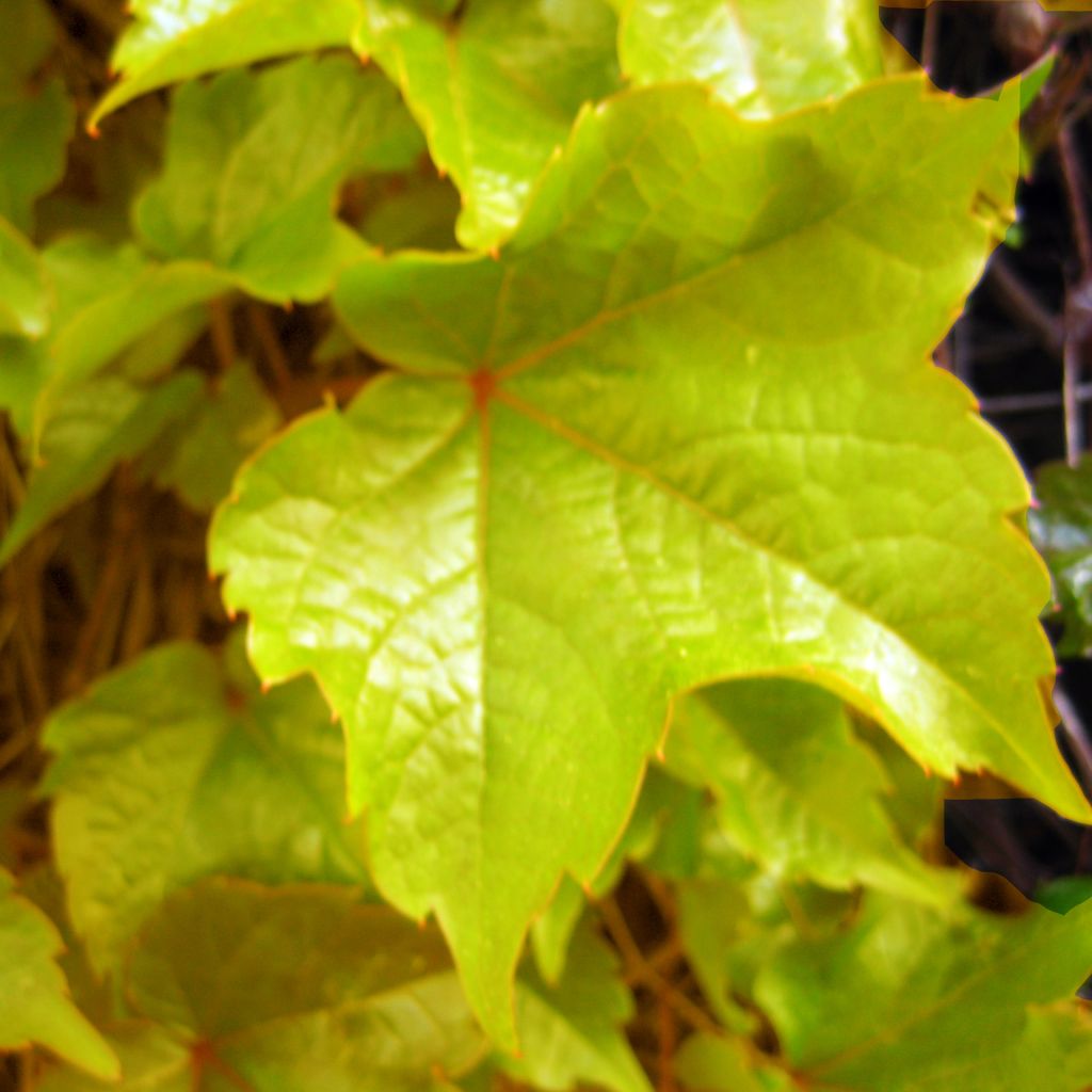 Kletterwein Fenway Park - Parthenocissus tricuspidata