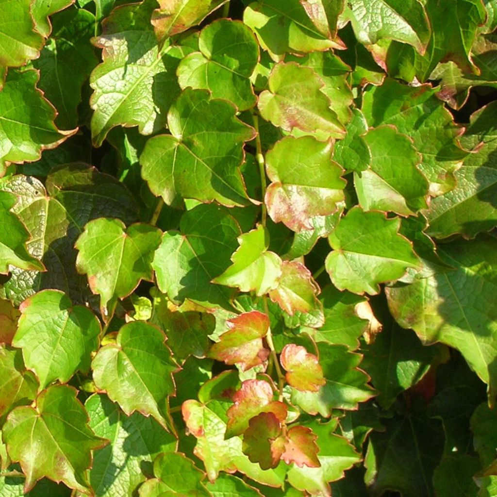 Kletterwein Minutifolia - Parthenocissus tricuspidata