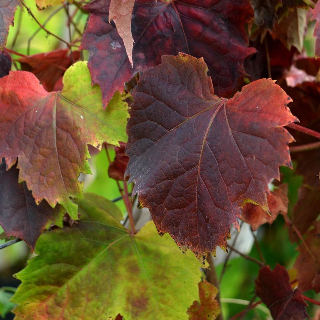 Kletterwein Atropurpurea - Parthenocissus tricuspidata