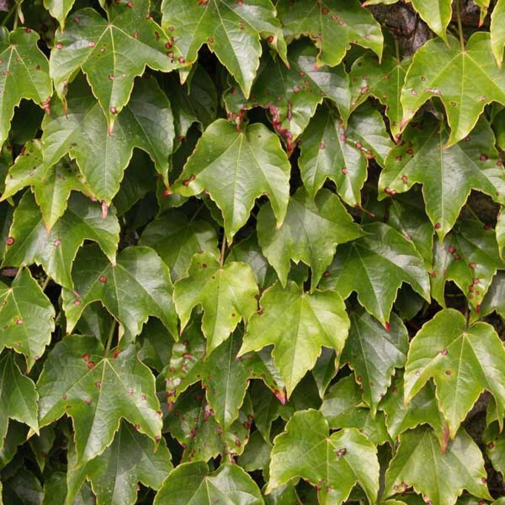 Kletterwein Veitchii - Parthenocissus tricuspidata