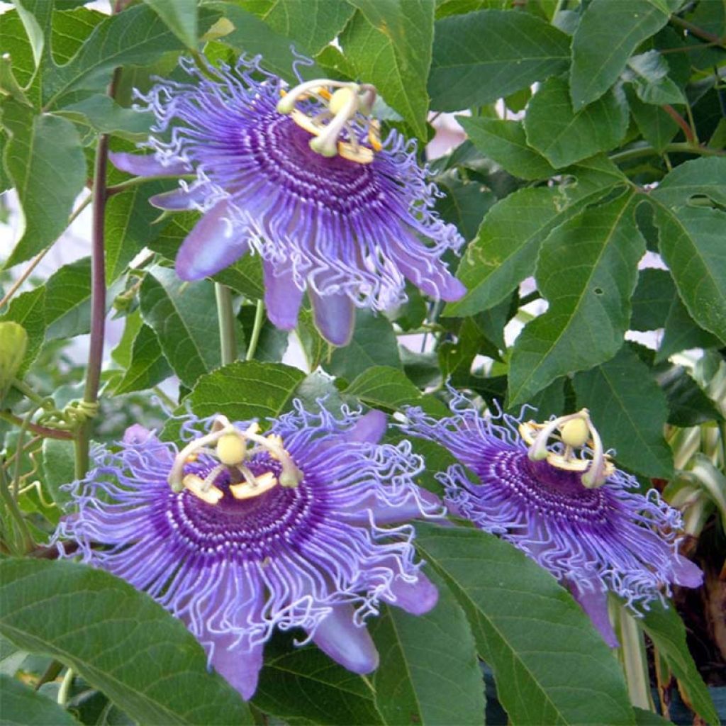 Passionsblume Incense - Passiflora