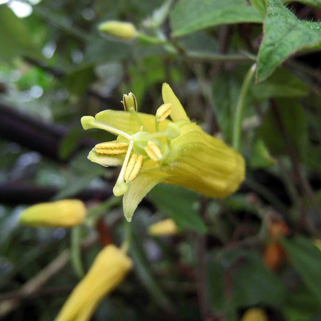 Zitronen gelbe Passionsblume - Passiflora citrina