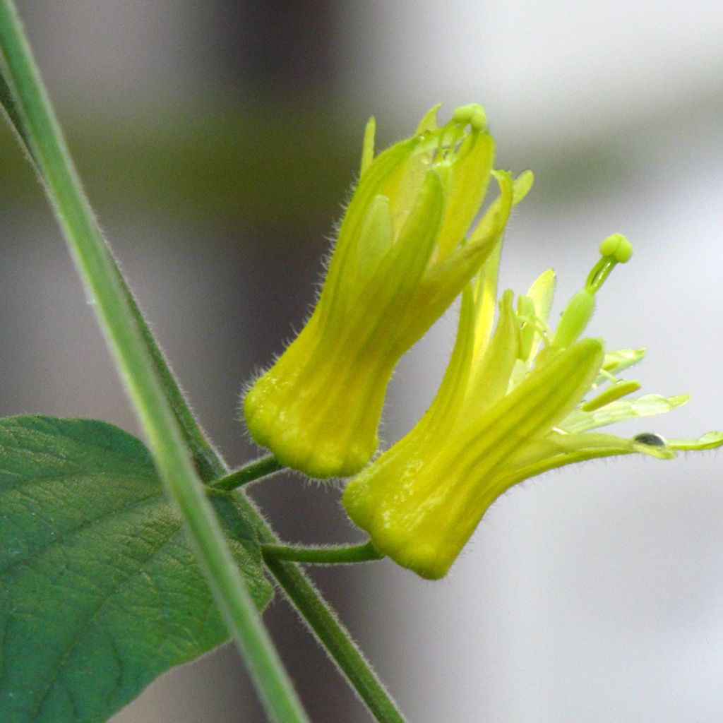 Zitronen gelbe Passionsblume - Passiflora citrina