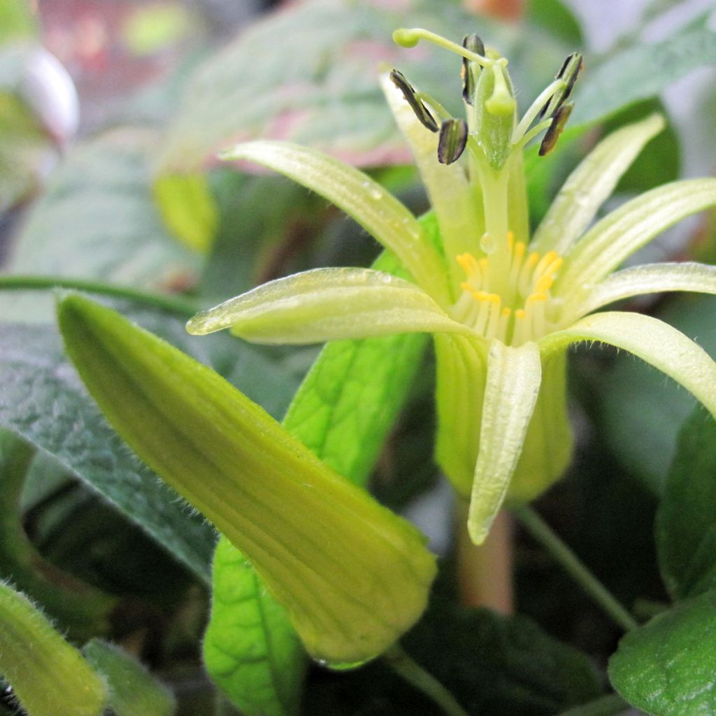 Zitronen gelbe Passionsblume - Passiflora citrina