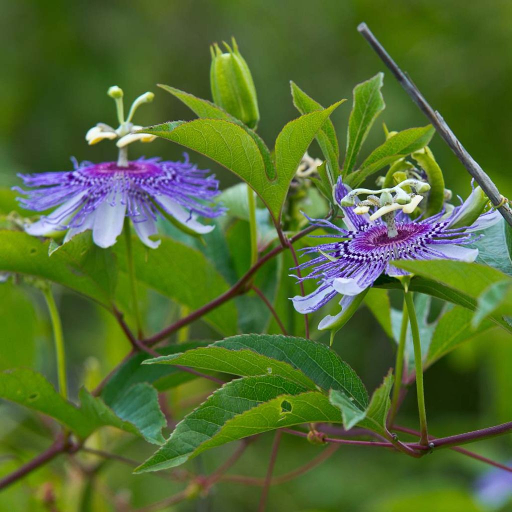 Fleischfarbene Passionsblume - Passiflora incarnata