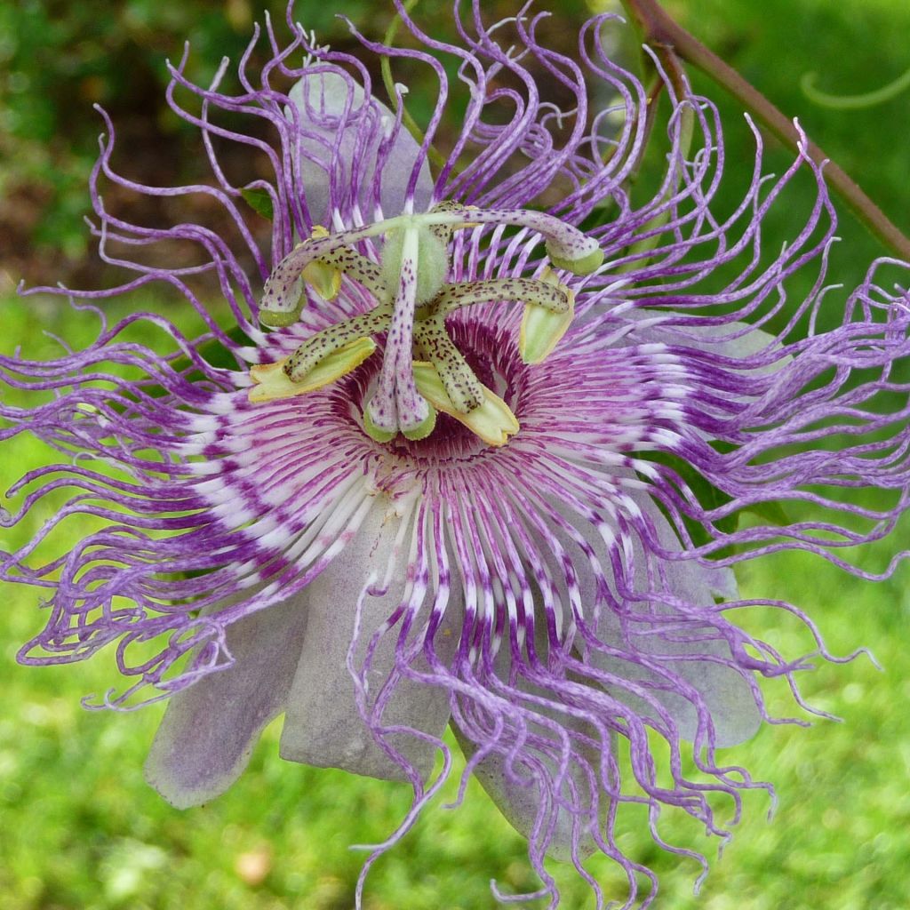 Passiflora incarnata - Passiflore officinale