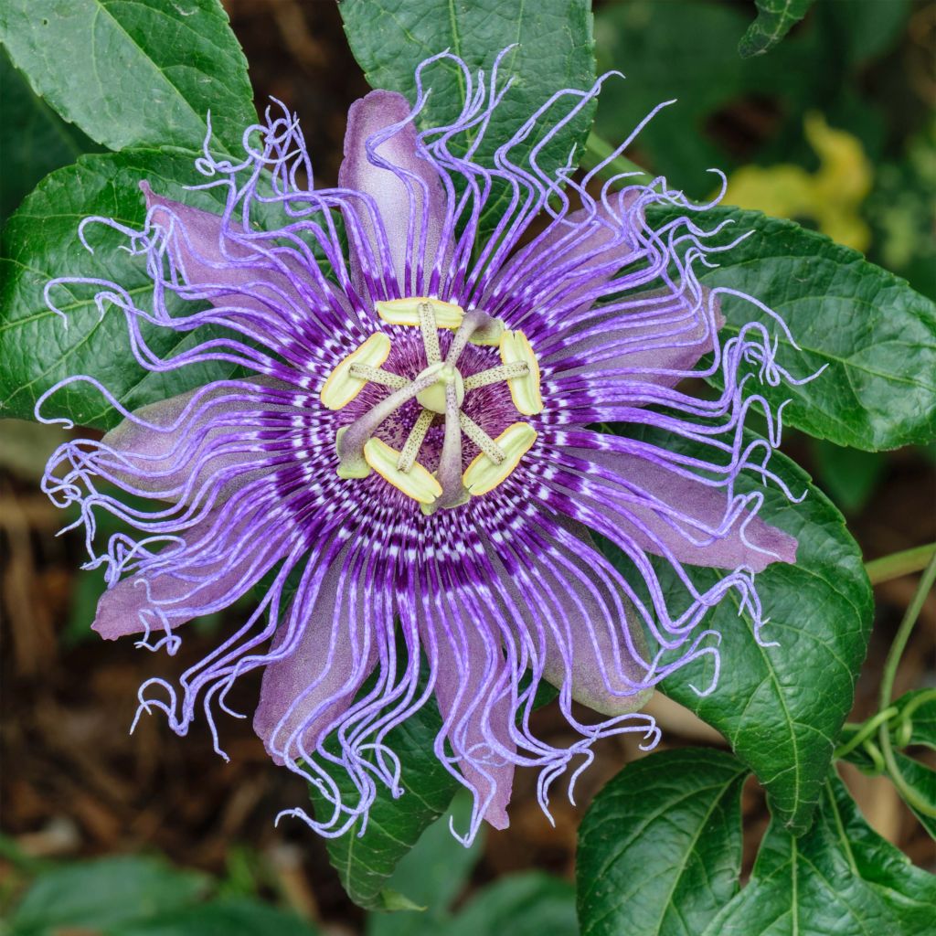 Passiflora incarnata - Passiflore officinale