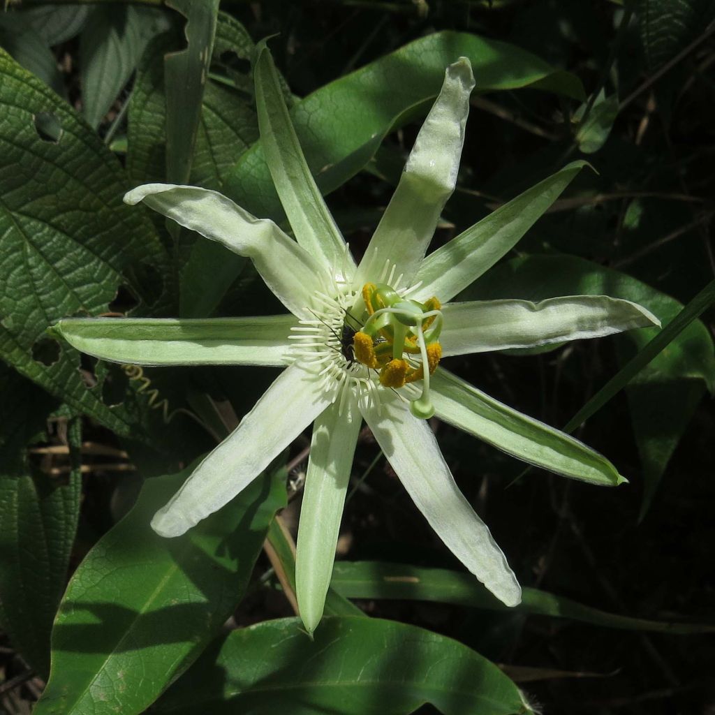 Passionsblume - Passiflora mucronata