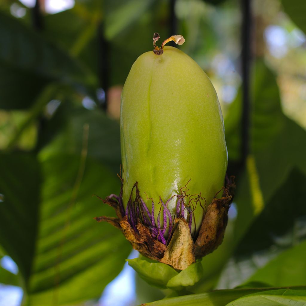 Passiflore quadrangularis - Barbadine