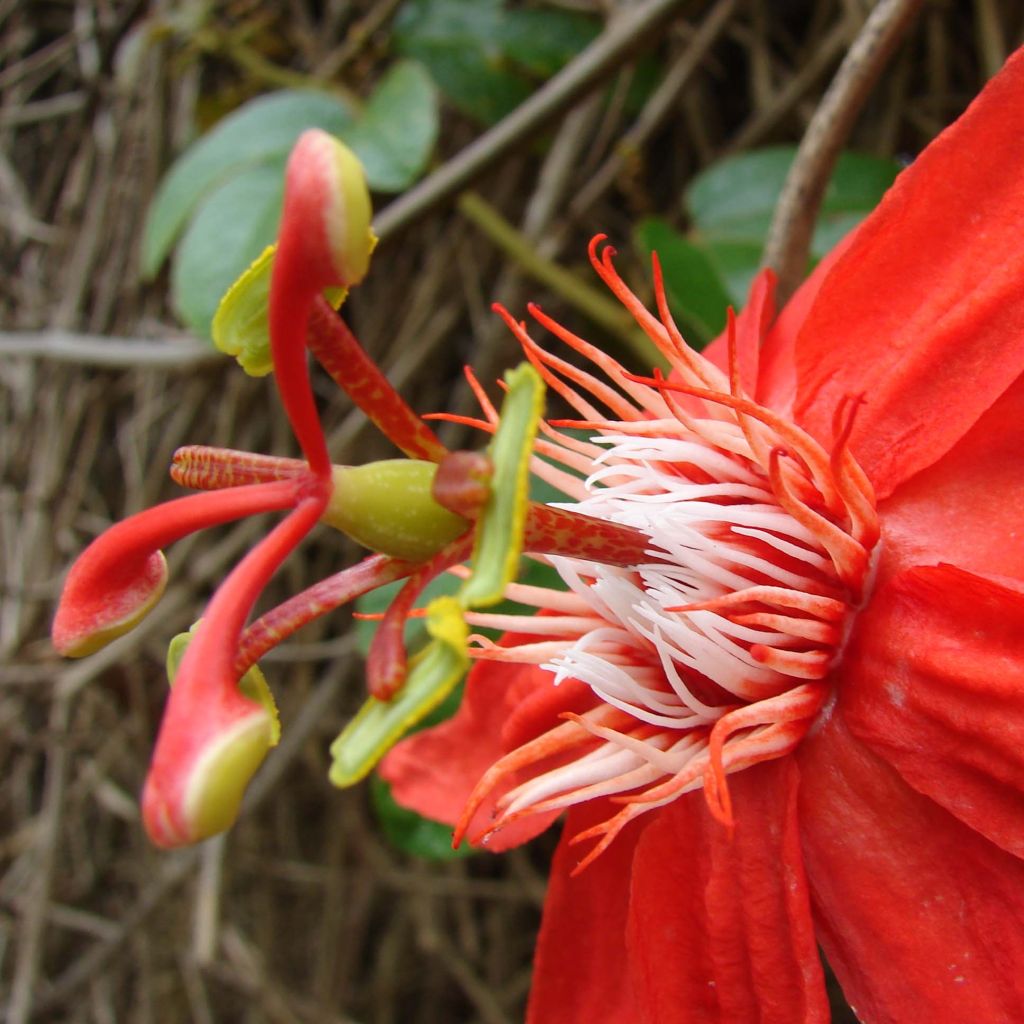 Passiflora vitifolia - Passiflore à feuilles de vigne