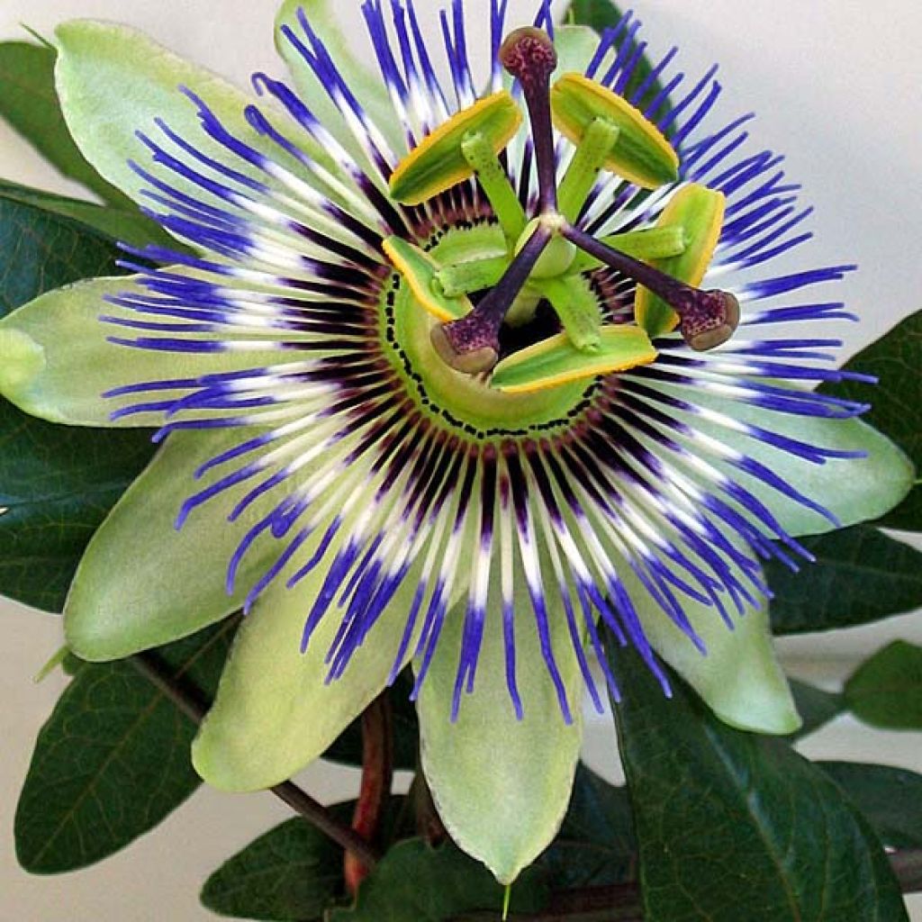 Passiflore Caerulea, Fleur de la Passion