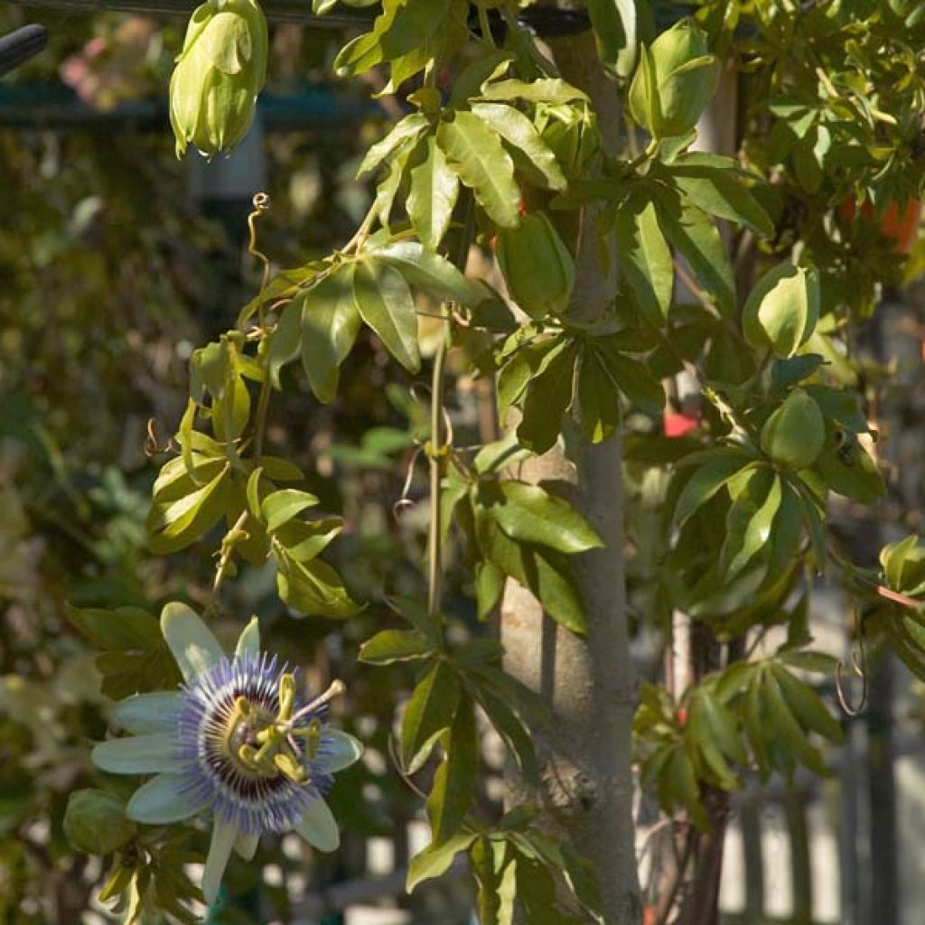 Passiflore Caerulea, Fleur de la Passion