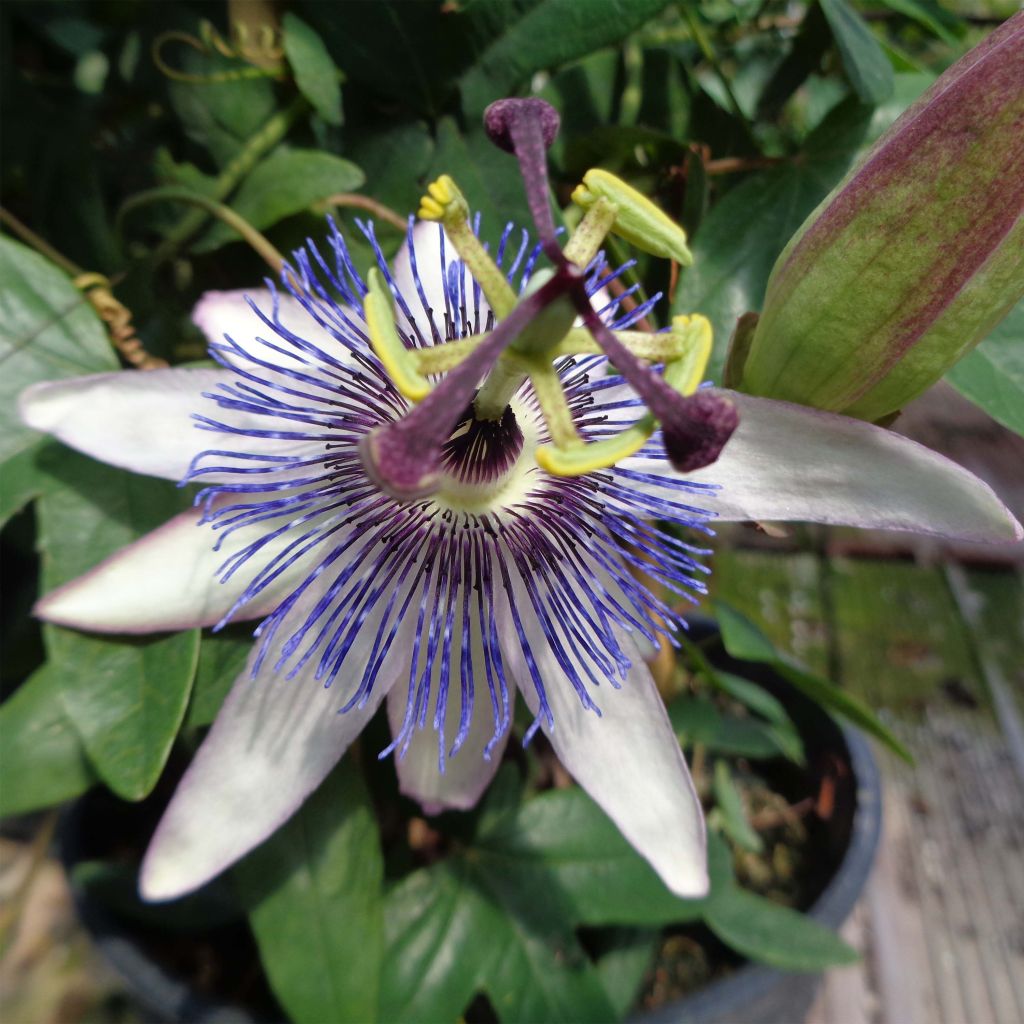 Passionsblume Amethyst Blanche - Passiflora