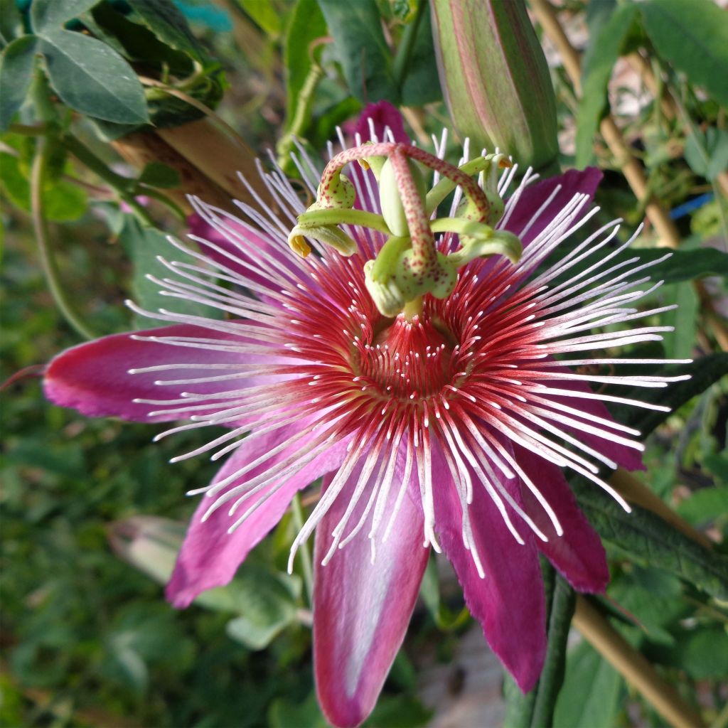 Passionsblume Anastasia - Passiflora