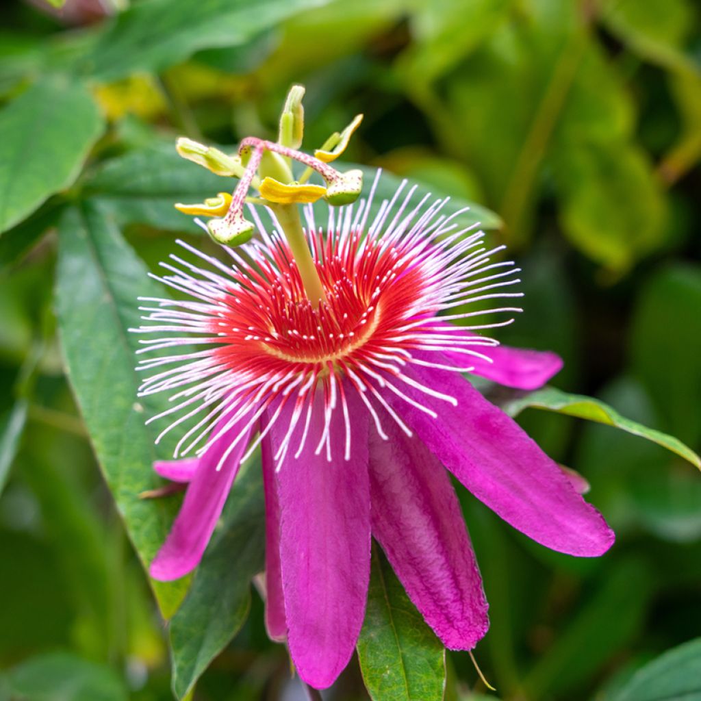 Passionsblume Anastasia - Passiflora