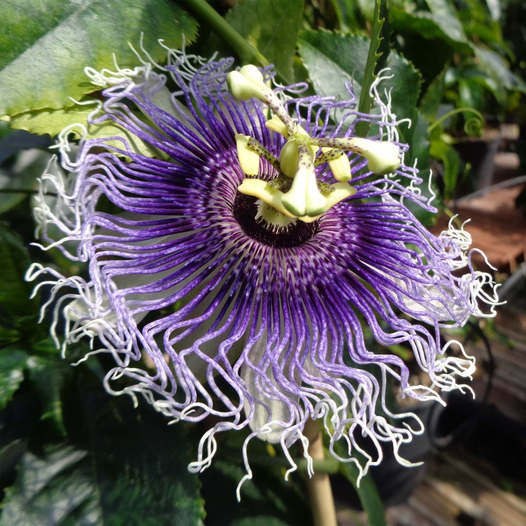 Passionsblume Byron Beauty - Passiflora