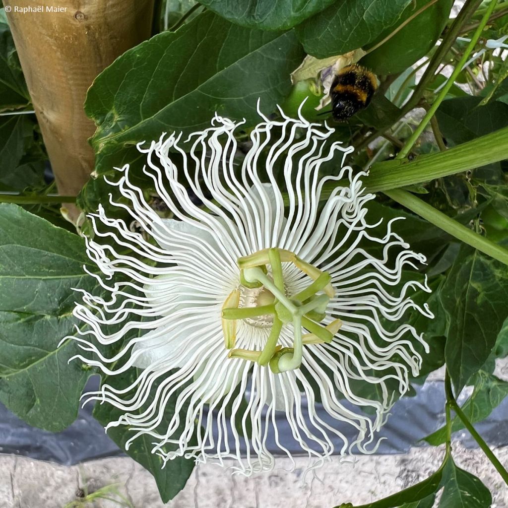 Passionsblume Snow Star - Passiflora incarnata