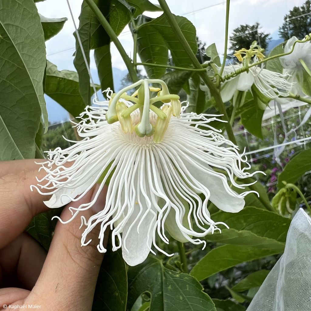 Passionsblume Snow Star - Passiflora incarnata