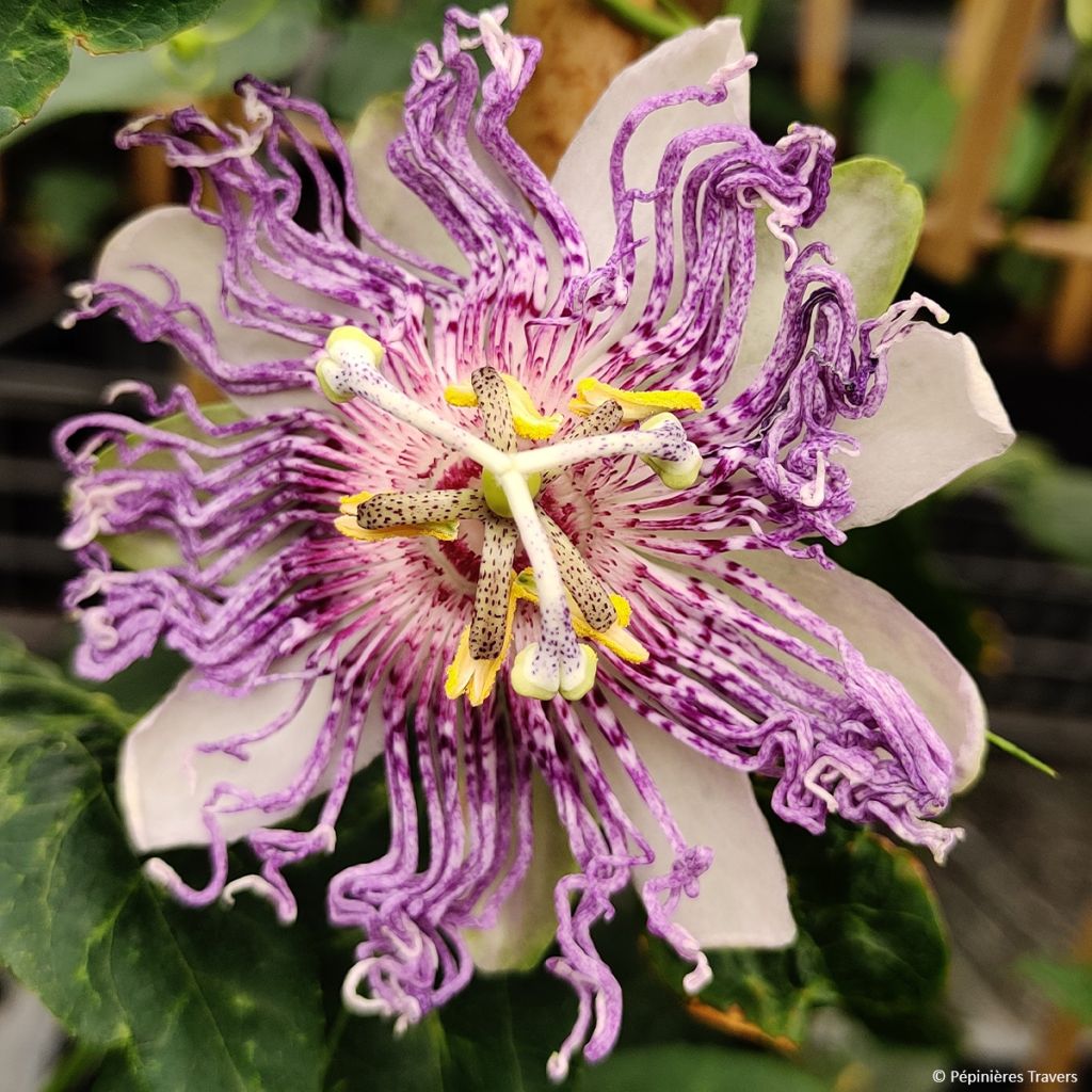 Fleischfarbene Passionsblume Eia popeia - Passiflora incarnata