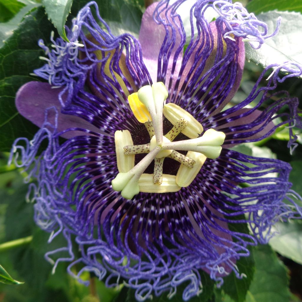 Passionsblume Essenza - Passiflora