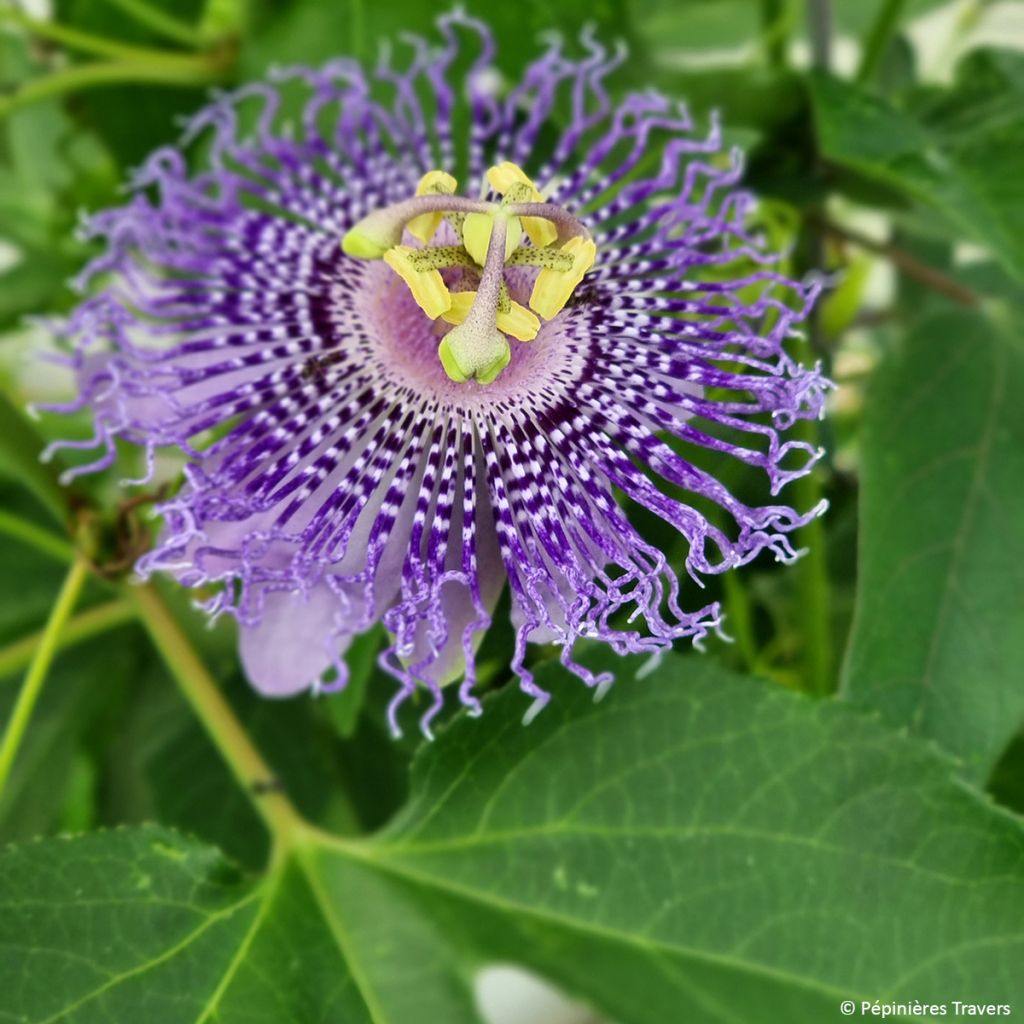 Fleischfarbene Passionsblume Fata Confetto - Passiflora incarnata