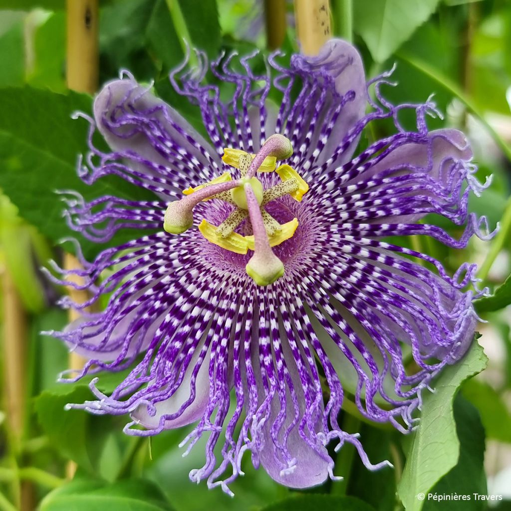 Fleischfarbene Passionsblume Fata Confetto - Passiflora incarnata