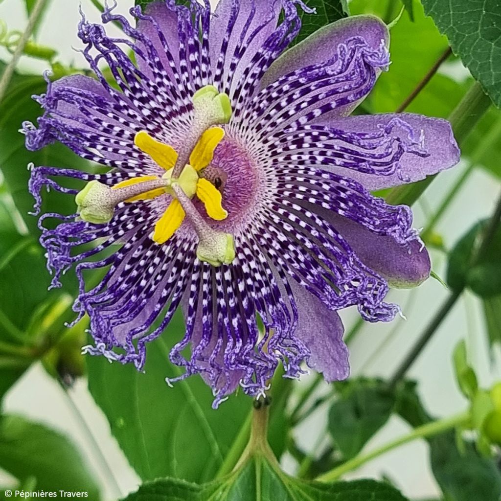 Fleischfarbene Passionsblume Fata Confetto - Passiflora incarnata