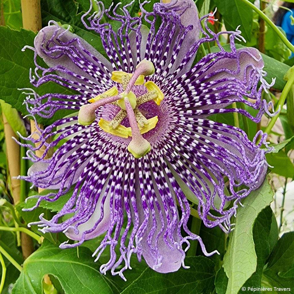 Fleischfarbene Passionsblume Fata Confetto - Passiflora incarnata