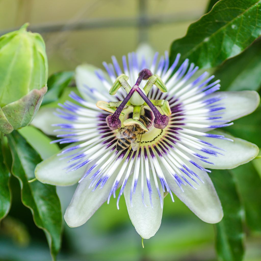 Passiflore, Fleur de la passion - Passiflora caerulea Clear Sky livré en hauteur 60 cm en pot de 1,5l/2l