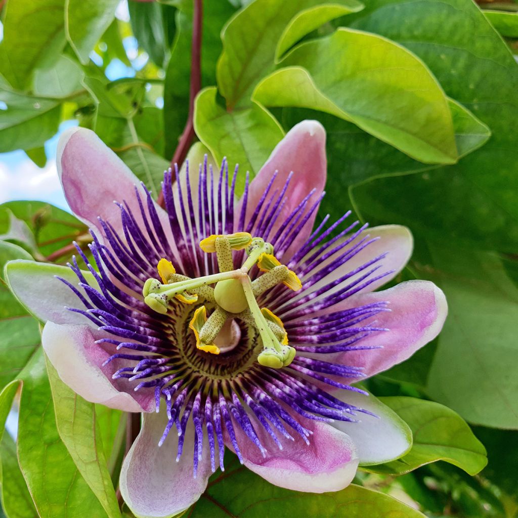 Passionsblume Imperatrice Eugénie - Passiflora