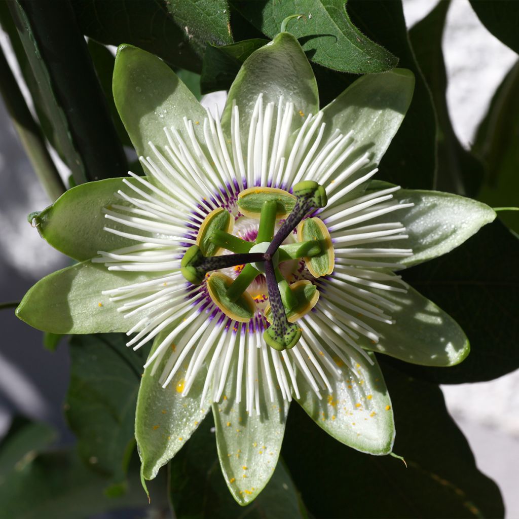 Passionsblume White lightening - Passiflora