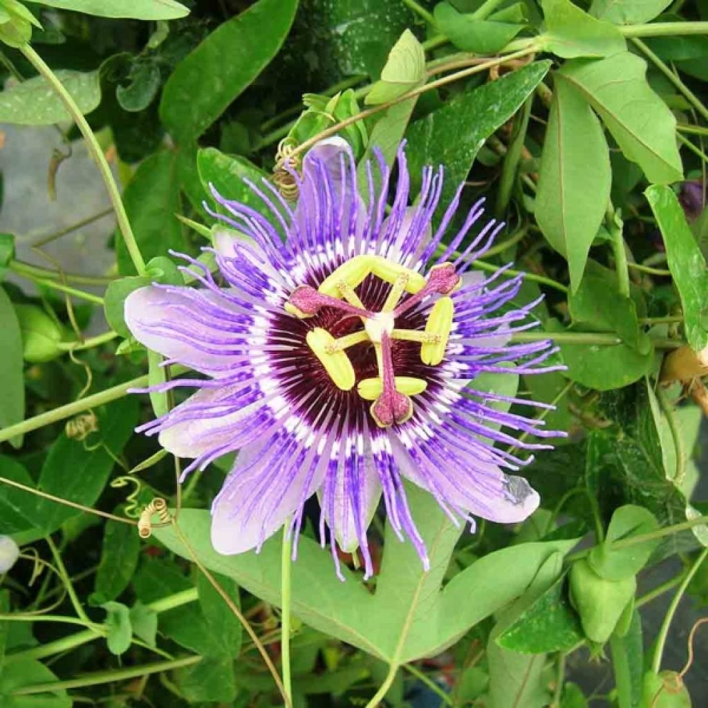 Blaue Passionsblume Purple Haze - Passiflora caerulea