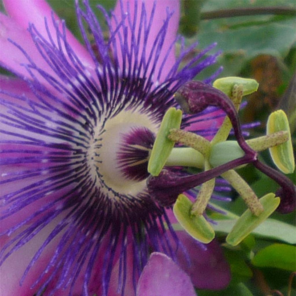 Passiflore Violacea (Amethyst, amethystina)