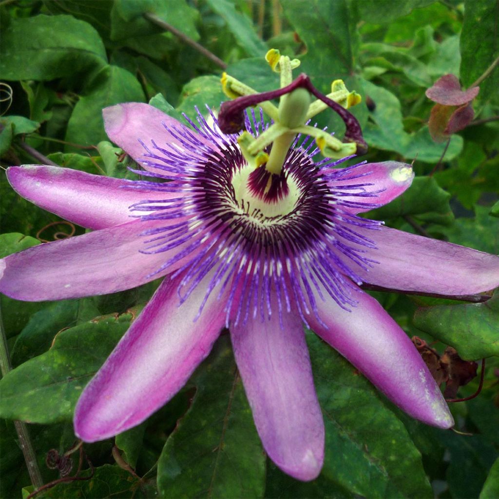 Passiflore Violacea (Amethyst, amethystina)