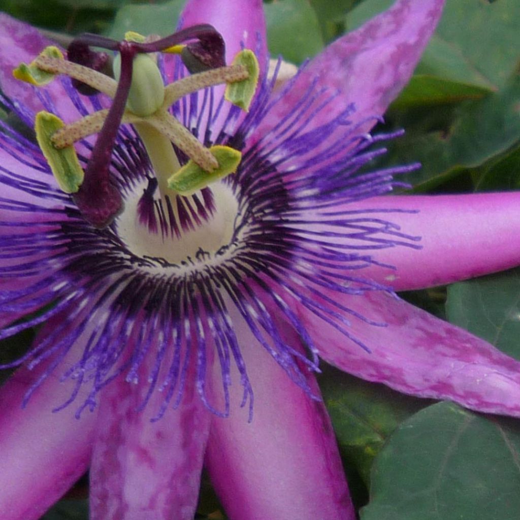 Passiflore Violacea (Amethyst, amethystina)