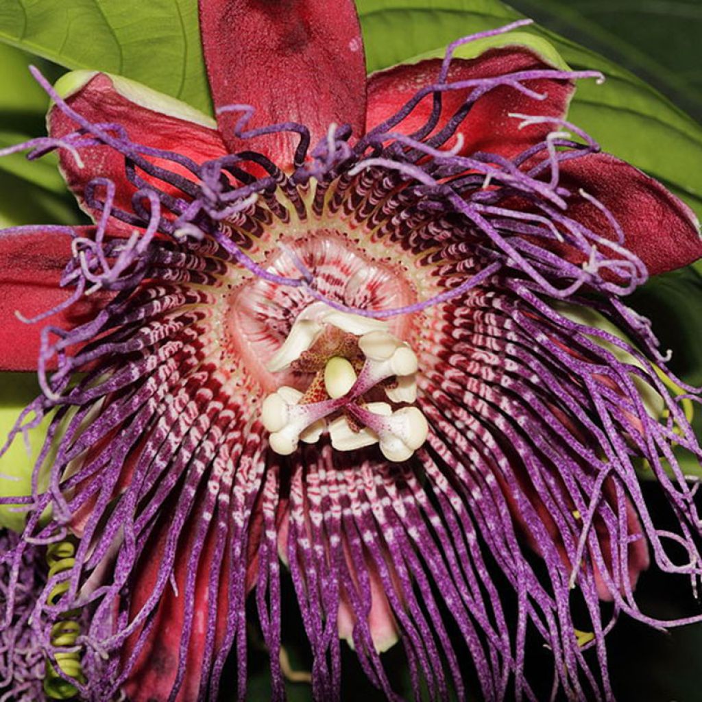 Riesen-Grenadille - Passiflora quadrangularis