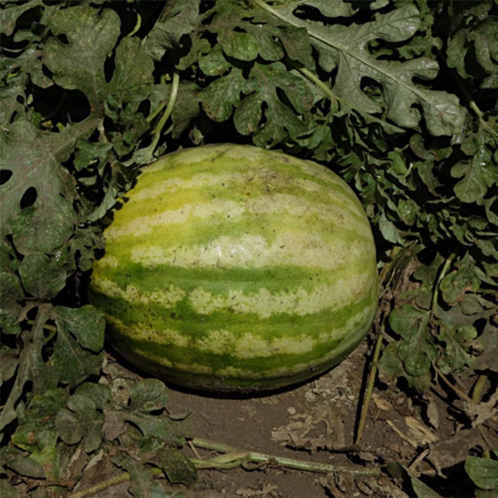 Wassermelone Crimson Sweet