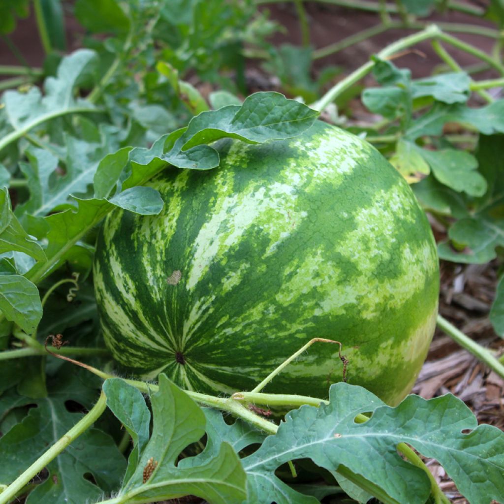 Wassermelone Crimson Sweet Bio