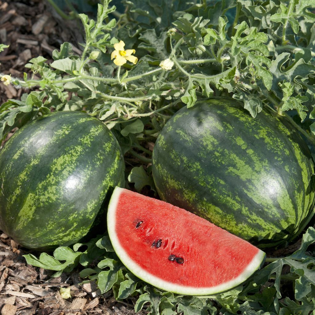 Wassermelone Mini-Love F1