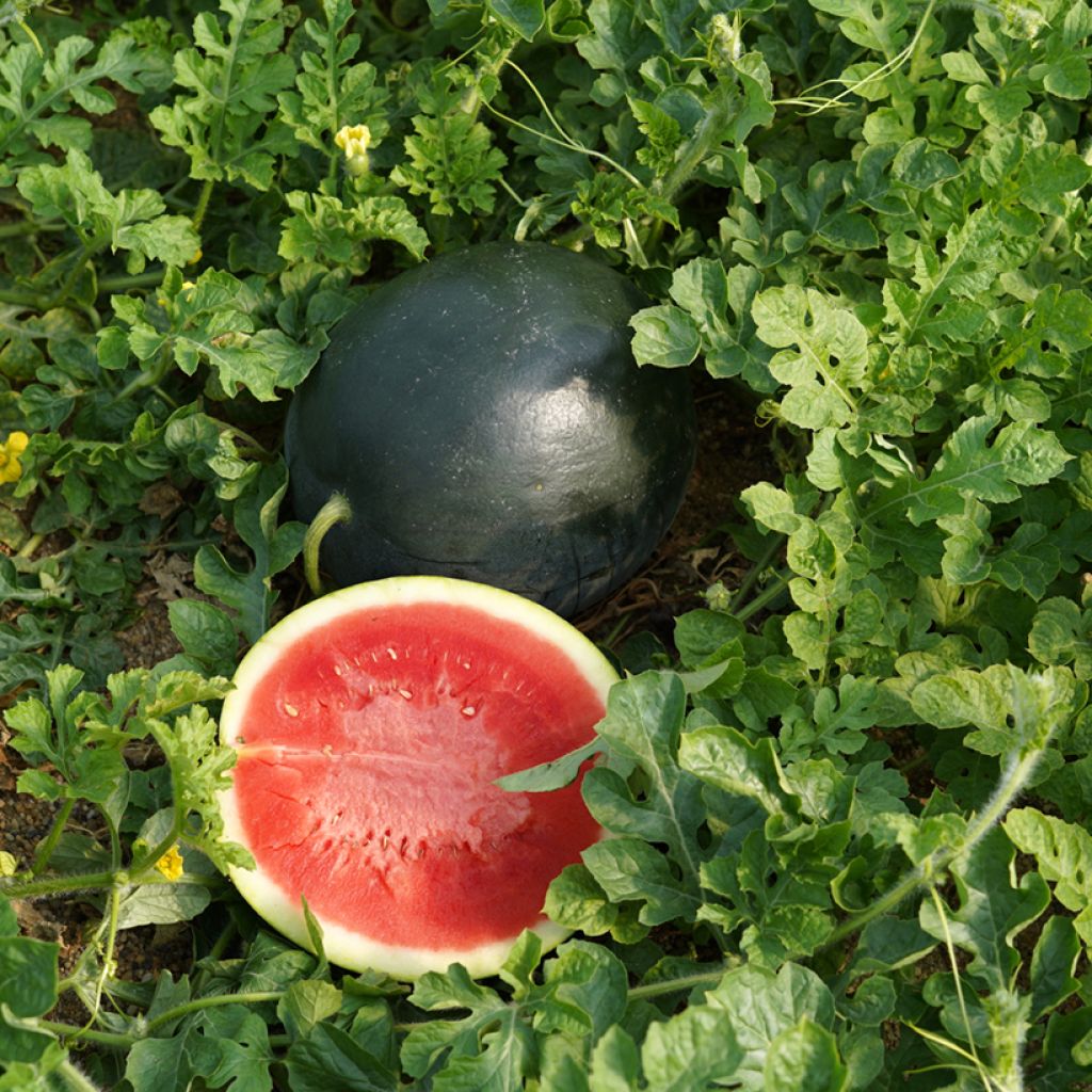 Wassermelone Valentina, La Dolcissima